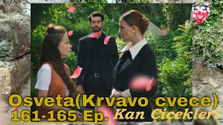 Kan Çiçekleri Episode 161-165 content with translation (Season 2)