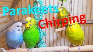 3 Hr Chirping Parakeets Eating Singing Playing, Budgies Chirping Reduce Stress of lonely Bird Videos
