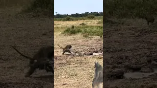 crocodile managed to snatch baboon