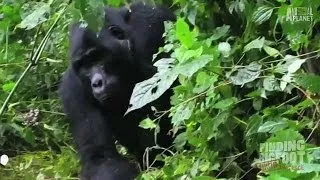 Gorilla in the Midst | Finding Bigfoot: Rejected Evidence