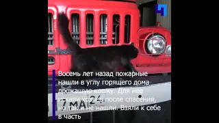 Пушистый талисман пожарной части: у сотрудников МЧС Красноярска живет кошка Маша