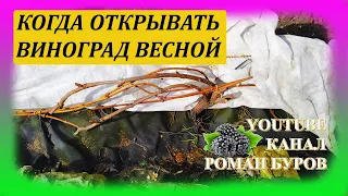 Когда открывать ВИНОГРАД весной. Когда снимать зимнее укрытие с винограда весной. Виноградарство.