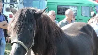 DERVENTSKI VAŠARI - STOČNI UGOĐAJ 1. DIO 4K