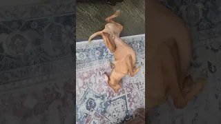 Normal behavior for a Vizsla 😀