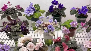 African Violets & Other Gesneriads - April 2022