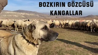 KANGAL BOZKIRIN SAHİPLERİ BELGESELİ (WARRIOR KANGAL DOCUMENTARY)