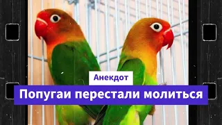 Анекдот про еврея и попугая  / Анекдоты смешные до слёз!