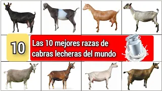 10 mejores razas de cabras lecheras a nivel mundial