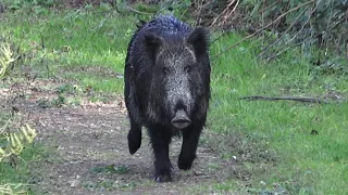 Domuz Avı - Amansız Takip  / Wild Boar Hunt - Relentless Pursuit