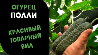 Огурцы Полли. Красивый товарный вид!