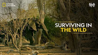 Surviving in the Wild | Savage Kingdom | हिन्दी | Full Episode | S4-E5 | National Geographic