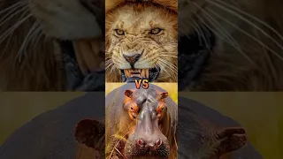 lion vs hippo, crocodile,whale shark, sperm whale, elephant,honey badger,rhino, (durable skin)