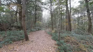 4K・ 【4K】Aokigahara forest near mt. Fuji