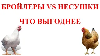 Бройлеры и несушки: что выгоднее и лучше | Бизнес идеи