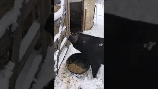 Large Black Pigs Are Brilliant