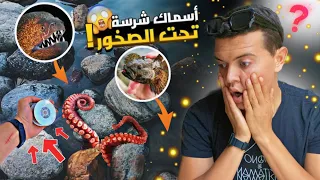 تحدي صيد الأسماك المتوحشة تحت الصخور | صادفت أخطر سمكة !