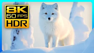 Красивые зимние животные в 8K HDR 60FPS 🐺🦊 Арктические волки и песцы — Расслабляющая музыка.