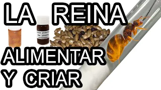 COMO CRIAR A LA REINA 👑  TUTORIAL - Que Come y Cuando Alimentar Para Que La Hormiga Ponga Huevos