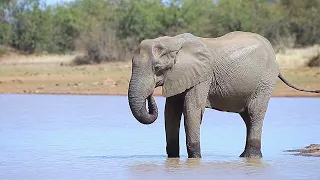 Elephant Enjoys a Refreshing Drink and Walks Away | Kruger National Park