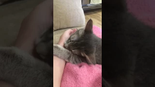 Любвеобильная кошка 🐱 лижет руку хозяйки