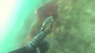 Lobster attacks diver!!