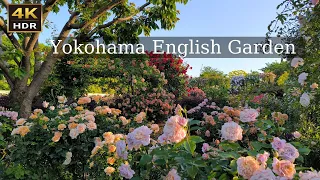 [4K HDR]Yokohama English Garden 2024 Spring Roses #禅ローズ #rose #4khdr #横浜イングリッシュガーデン