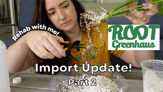 Root Greenhaus Import Update weeks 1 & 2 | Come on my Rehab process with me! | Series Part 2