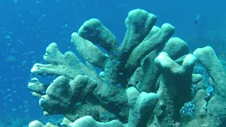 Kerou Channel, Raja Ampat (Shark, Snappers, Boxfish...)