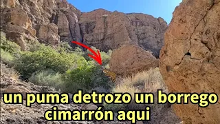 mis aventuras del oeste # 316 un puma destrozo un borrego cimarrón  aquí en lo alto de la montaña