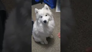 Samoyed Does "Leave It" With Attitude