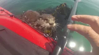 Otter, False Bay, Cape Town