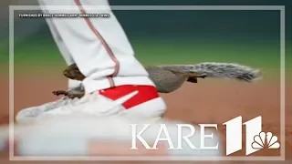 KARE 11 Investigates: Where is the rally squirrel?