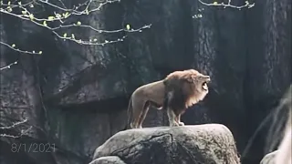 Epic lion roar at /lincoln park zoo #lion #zoo