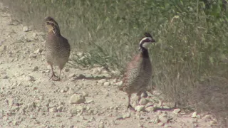 Male and Female Northern Bobwhite Quail -  1 Clicks It's Heels Together