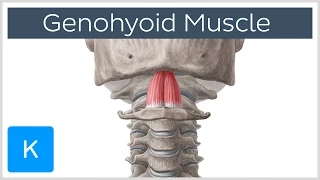 Geniohyoid Muscle - Origins & Function - Human Anatomy | Kenhub