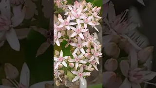 #Shorts | Beautiful Clustered Flowers of Jade Plant