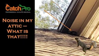 Hearing sounds in your attic? - Squirrel Trapping Athens, GA