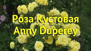 Роза кустовая анни дюперей. Краткий обзор, описание характеристик, где купить саженцы Anny Duperey