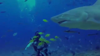 Погружение к тигровым акулам... Dive to tiger shark