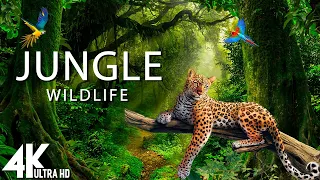 Jungle Wildlife in 4K - The World’s Largest Tropical Rainforest | Relaxation Film with Calming Music