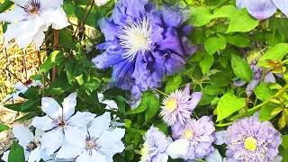 Planting 2 gorgeous Clematis in our garden |  zone 7b
