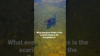 The weirdest thing I've found in the Everglades