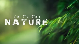In To The Nature | Nature Cinematic Video | 1080p Video