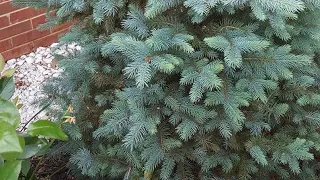How to propagate Spruce/Cypress from cuttings. 🌲🌲🌲