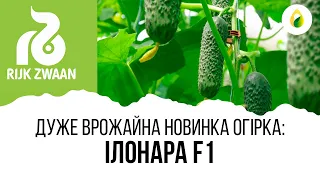 ДУЖЕ ВРОЖАЙНА НОВИНКА ОГІРКА!