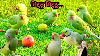 Ringnaeck Parrot Sounds Videos| Parrot Talking Sound/Voice| Tanishu singh miniature|@ParroTube