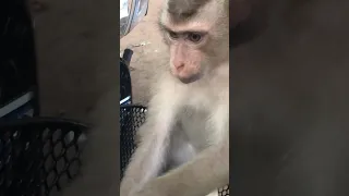Big penis monkey #videoshorts