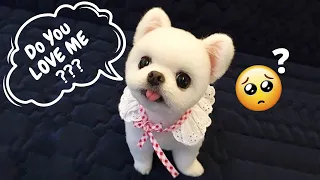 💖LOVELY Cute Pmeranian😘 _ mini Pomeranian Tiktok video series#1