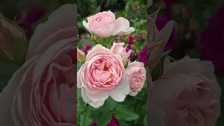 Розы 🌹Вильям Моррис,🌹Хэритэйдж,🌹Сандра Ренессанс,🌹Надин Кселла Ричи.🏡