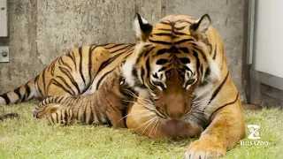Malayan Tiger Cub Born